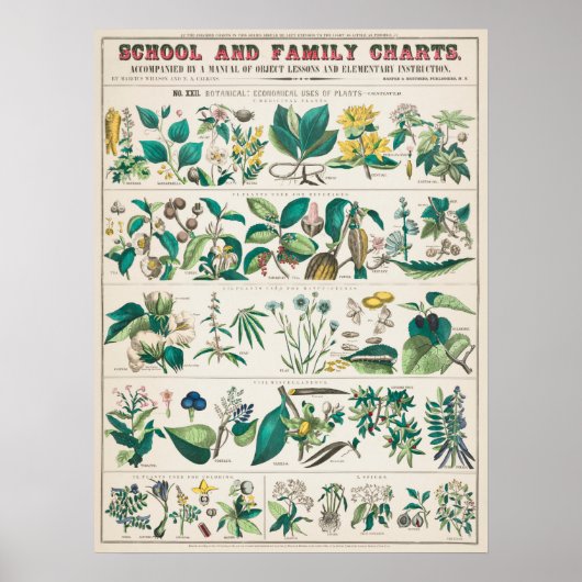 Vintage botanische Übersicht Poster (Vorne)