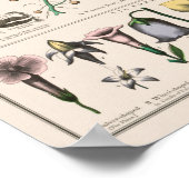 Vintage botanische Übersicht Poster (Ecke)