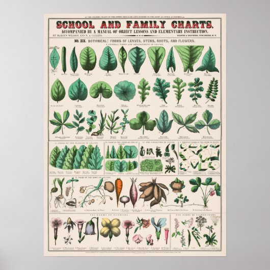 Vintage botanische Übersicht Poster (Vorne)