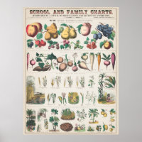 Vintage botanische Übersicht
