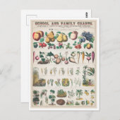 Vintage botanische Übersicht: Wirtschaftliche Nutz Postkarte (Vorne/Hinten)