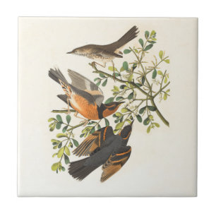 Vintage botanische Vogelillustration Fliese