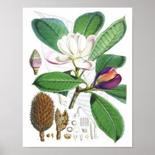 Vintage botanische Wand-Kunst des Poster