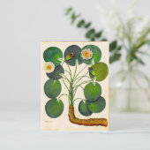 Vintage botanische Wasserlilie Reise Postkarte (Stehend Vorderseite)