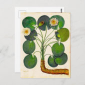 Vintage botanische Wasserlilie Reise Postkarte (Vorne/Hinten)