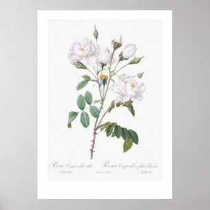 VINTAGE-BOTANISCHE WEISSE ROSEN-ILLUSTRATION POSTE POSTER