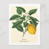 Vintage botanische Zitronenfruchtblossom-Blätter Postkarte (Vorderseite)