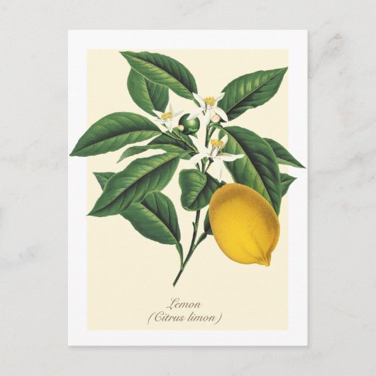 Vintage botanische Zitronenfruchtblossom-Blätter Postkarte (Vorderseite)