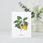 Vintage botanische Zitronenfruchtblossom-Blätter Postkarte (Stehend Vorderseite)