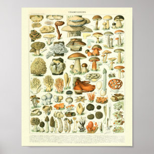 Vintage Botanischer Druck Pilze Wissenschaftsposte Poster