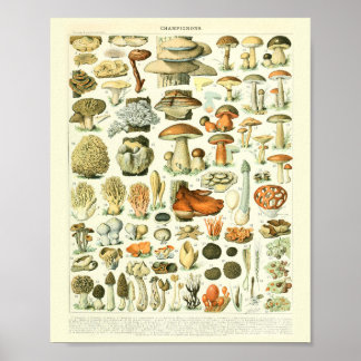 Vintage Botanischer Druck Pilze Wissenschaftsposte Poster