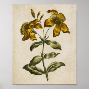 Vintage botanischer floraler Druck des Johanniskra Poster
