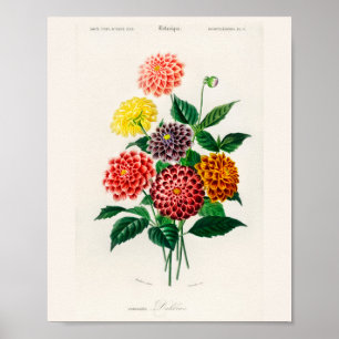 Vintage Botanischer Rote-Dahlie-Plakat Poster