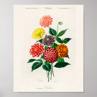 Vintage Botanischer Rote-Dahlie-Plakat Poster