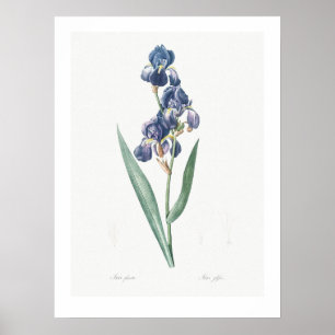 VINTAGE-BOTANISCHES "IRIS"-PLAKAT NACH REDOUTÉ POSTER