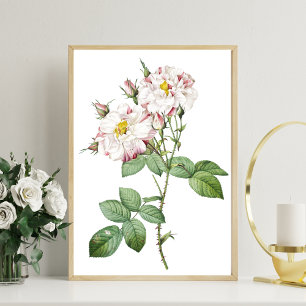 Vintage Botanisches Kunstposter Weiße und rosa Ros Poster
