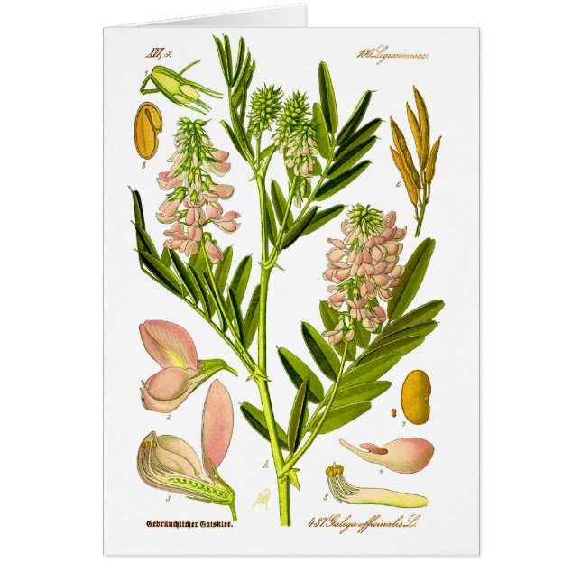 Vintage Botany Artwork (Vorne)