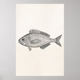 Vintage Brachsen-Fische - Poster