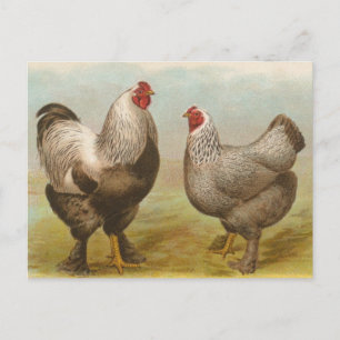 Vintage-Brahma-Hahn-und-Henne-Postkarte Postkarte