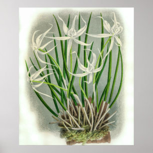 Vintage Brassavola Cuculatta Orchid Blume Poster