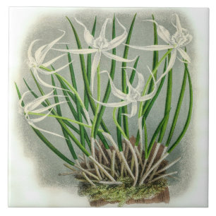 Vintage Brassavola Cuculatta Seltene Orchideenblüt Fliese
