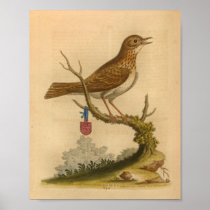 Vintage Braun gesprenkelter Vogeldruck Poster