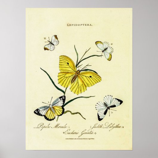 Vintage britische Schmetterlinge Poster (Vorne)