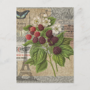Vintage Brombeeren Französische Ephemera Art Colla Postkarte
