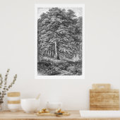 Vintage Buchenbaum 1800er Jahre Illustration Print Poster (Küche)