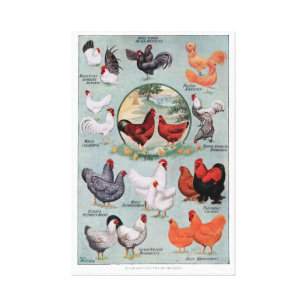 Vintage Buchseite für Hühner Leinwanddruck