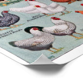 Vintage Buchseite für Hühner Poster (Ecke)