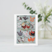 Vintage Buchseite für Hühner Postkarte (Stehend Vorderseite)