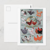 Vintage Buchseite für Hühner Postkarte (Vorne/Hinten)