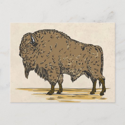 Vintage Büffel Postkarte (Vorderseite)