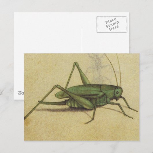 Vintage Bug Cricket Insect Postkarte (Vorne/Hinten)