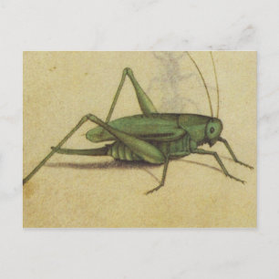 Vintage Bug Cricket Insect Postkarte