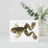 Vintage Bull Frog Illustration Postkarte (Stehend Vorderseite)