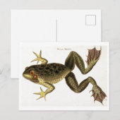 Vintage Bull Frog Illustration Postkarte (Vorne/Hinten)