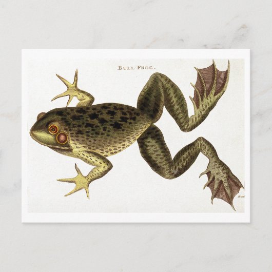 Vintage Bull Frog Illustration Postkarte (Vorderseite)