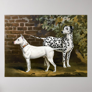 Vintage Bull Terrier und Dalmatiner-Hundekunst Poster