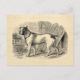Vintage Bulldog 1800er Bull Dog Illustration - Hun Postkarte