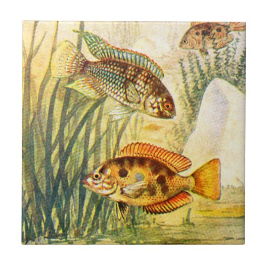 Vintage Buntbarsch Fliese (Vorderseite)