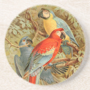Vintage bunte Macaws Sandstein Untersetzer