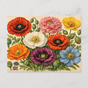 Vintage bunte Mohnblumen Postkarte