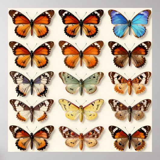 Vintage Butterfly Collection Grid Display Poster (Vorne)