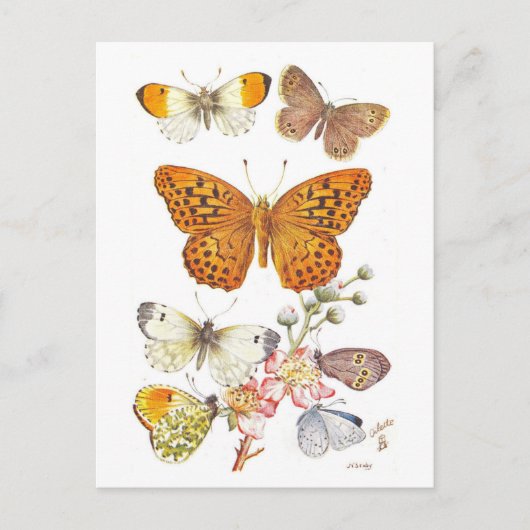 Vintage Butterfly Illustration Postkarte (Vorderseite)