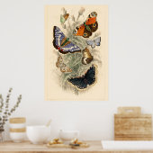 Vintage Butterfly-Illustration von Oliver Goldsmit Poster (Küche)