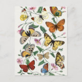Vintage Butterfly & Moth-Malerei Postkarte (Vorderseite)