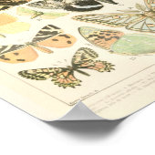 Vintage Butterfly Print - Adolphe Millot Poster (Ecke)