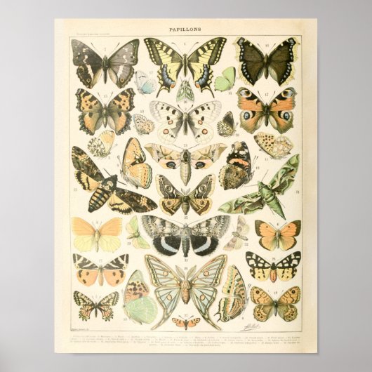 Vintage Butterfly Print - Adolphe Millot Poster (Vorne)